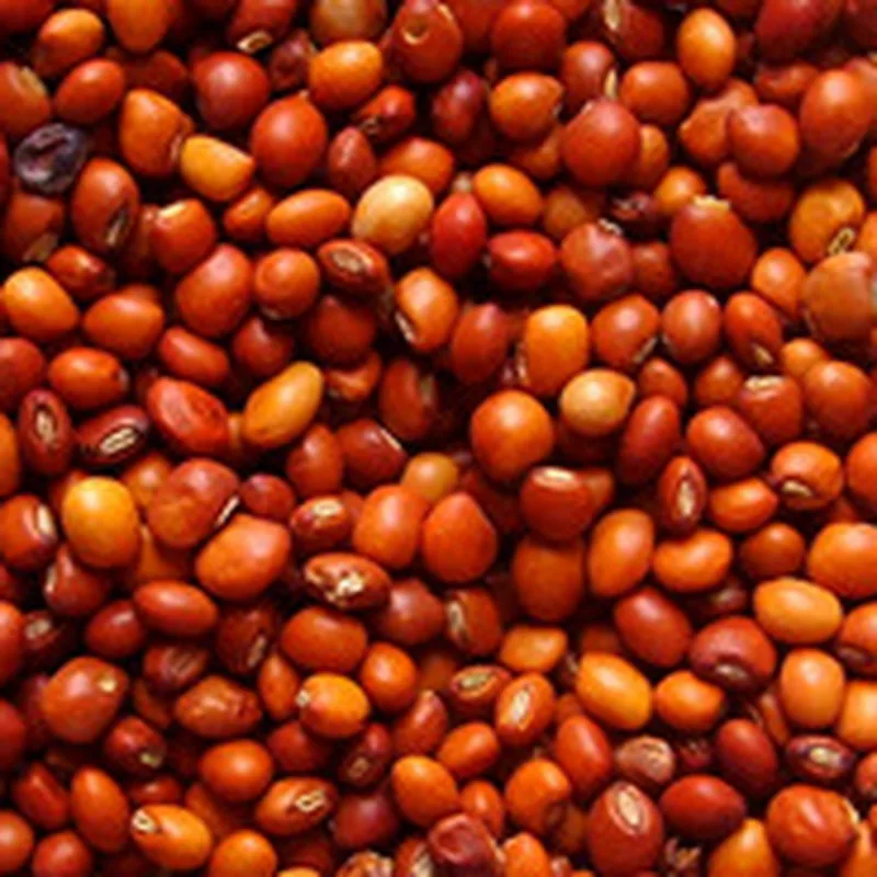 Lemon tur (pigeon pea) — Indian-market cleaned and polished