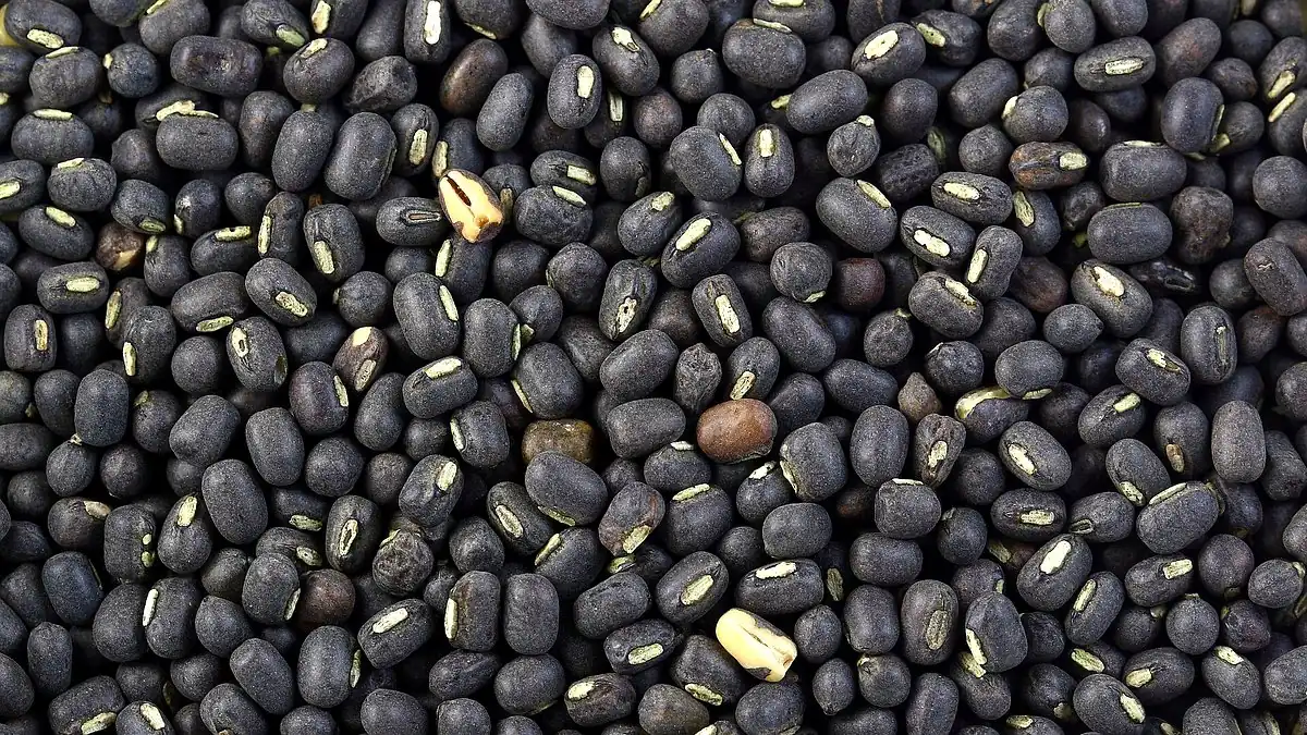 Close-up of black matpe / urad (black gram) pulses